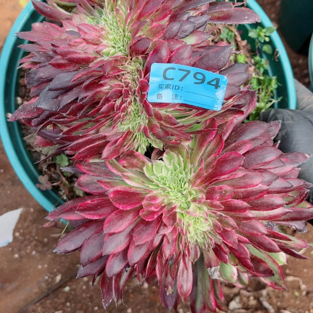 多肉植物794皱叶