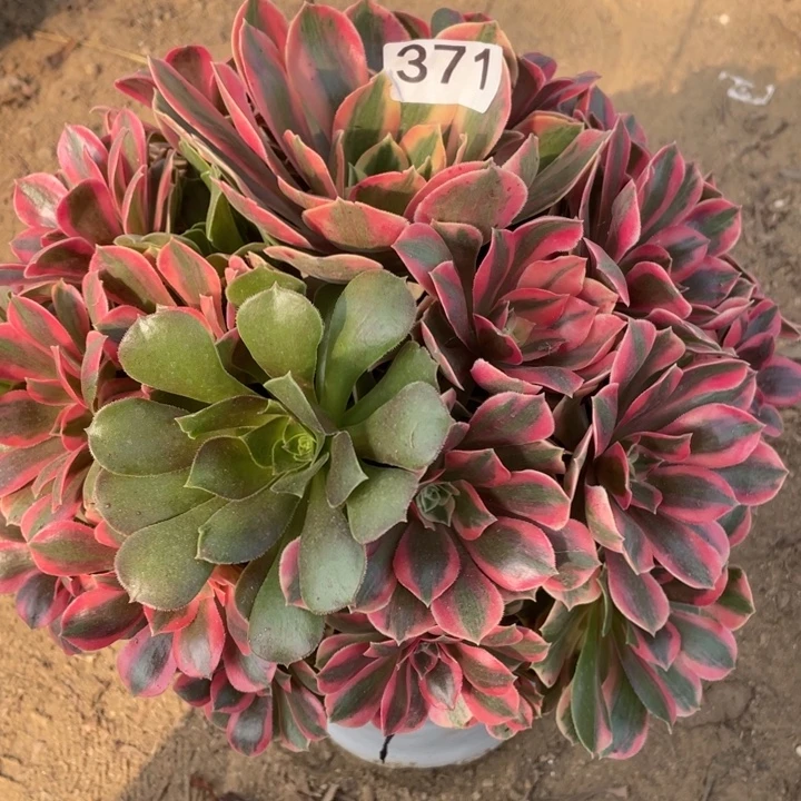 无花朵371对肉植物女妖