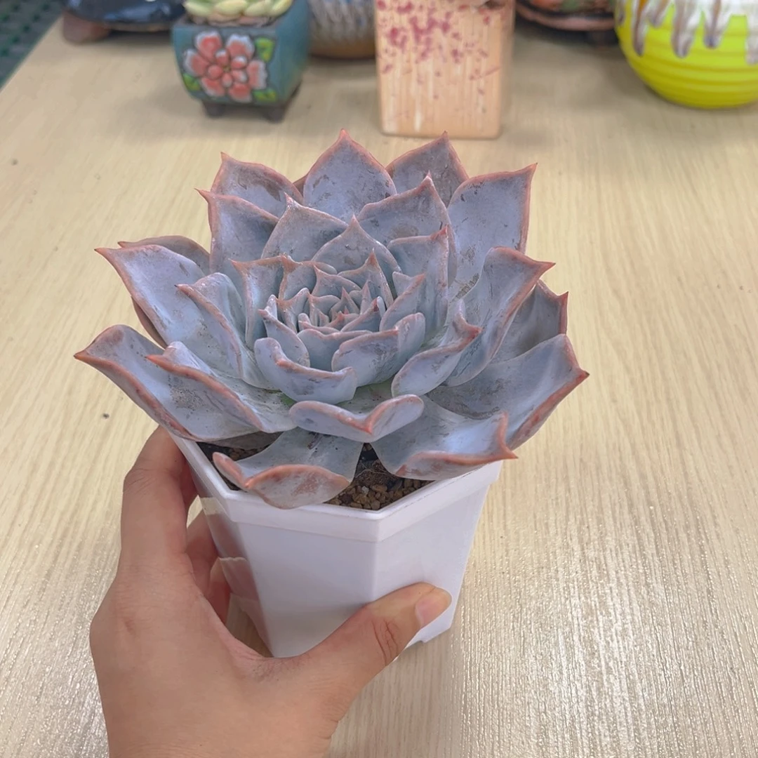 多肉植物 露西娜90
