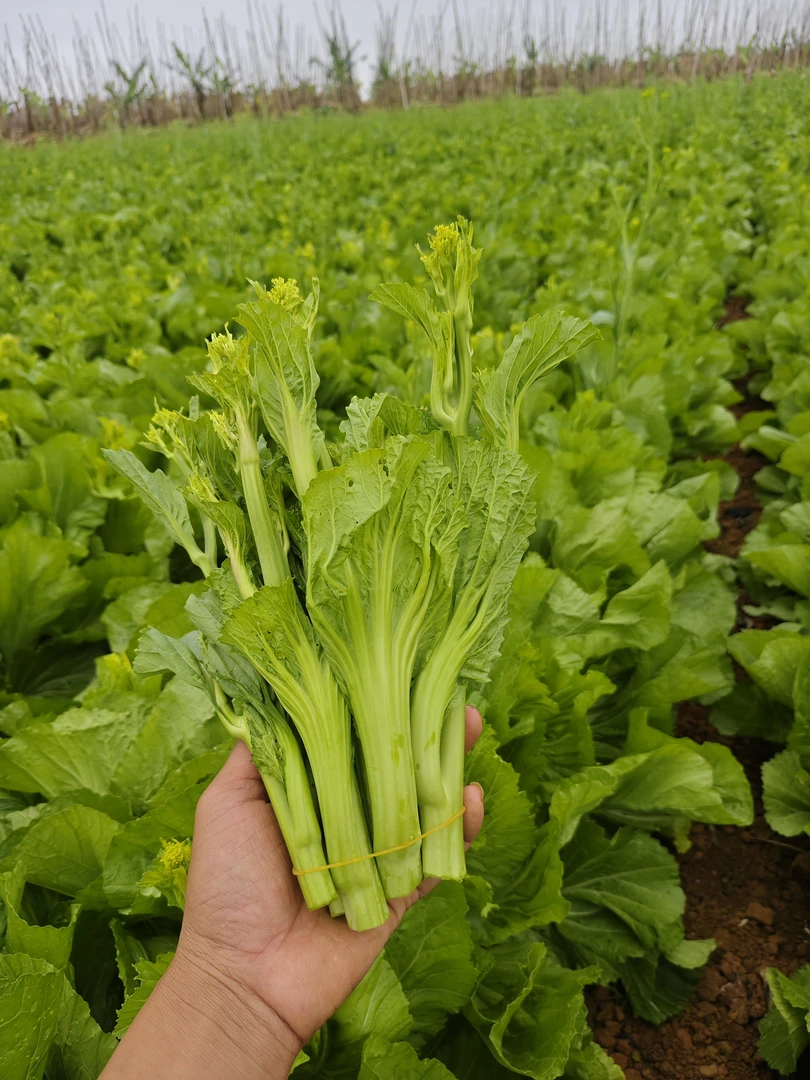 芥菜苔广西新鲜蔬菜正宗芥菜苔冲鼻芥菜农家蔬菜辣菜现摘酸菜现发