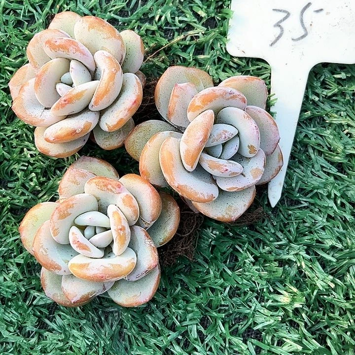 怡***”我是你的小可爱啊我的小可爱啊呜呜