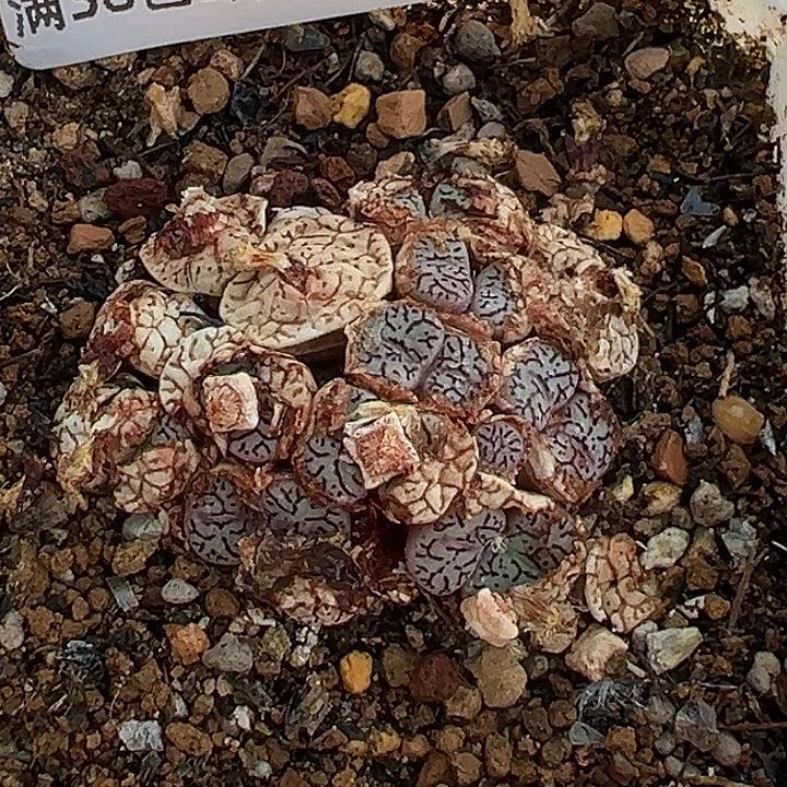 无花朵635号特价墨小锥
