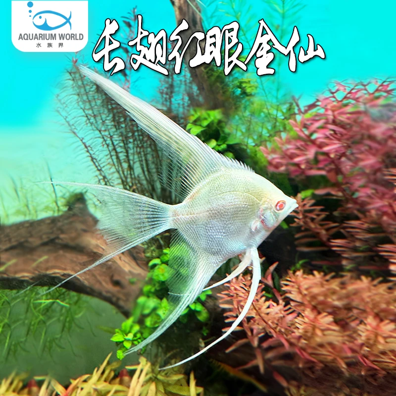 长翅红眼金仙神仙鱼热带鱼淡水天使米奇斑马三色白神仙新手群游