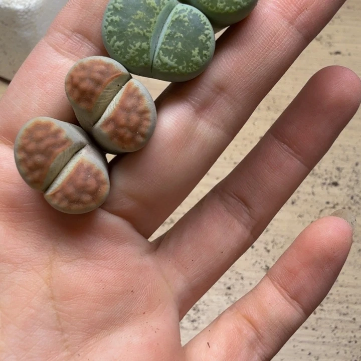 多肉植物的生长发育33