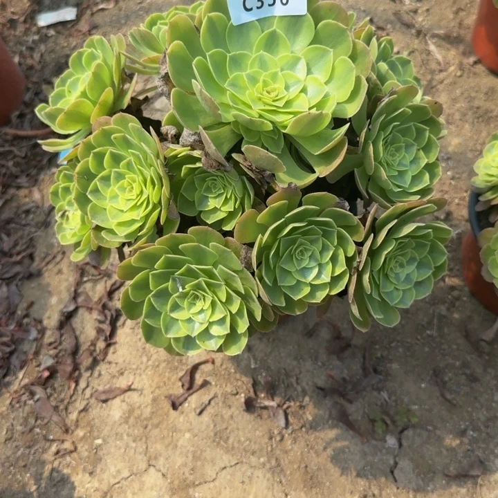 听***雨356雨荷。多肉植物