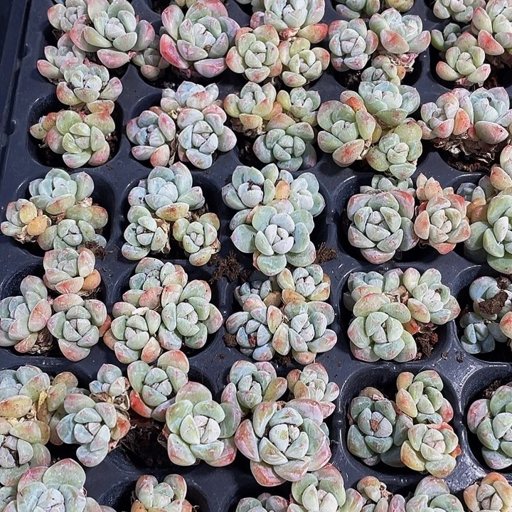 三头小冰玉1.99带土发