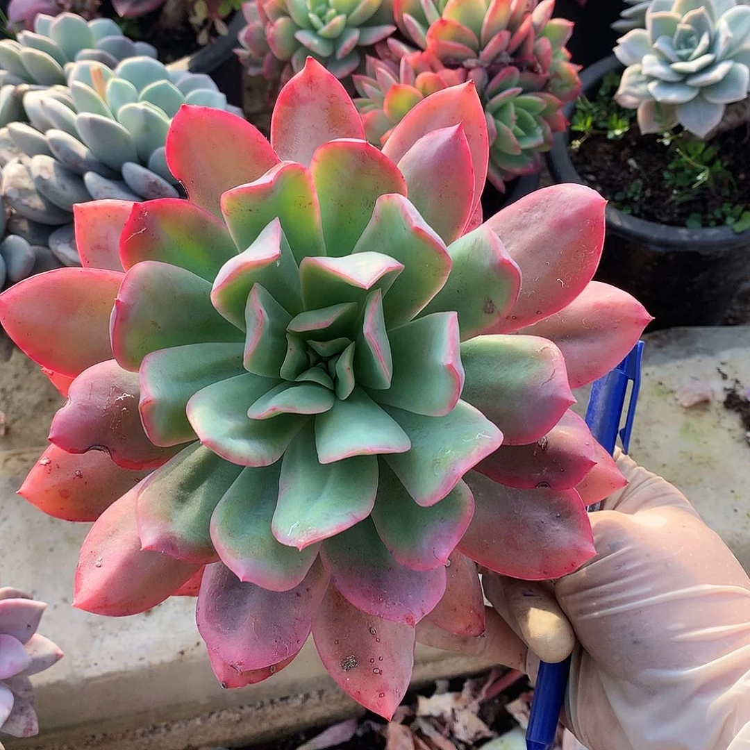 绮罗仙子一物一拍