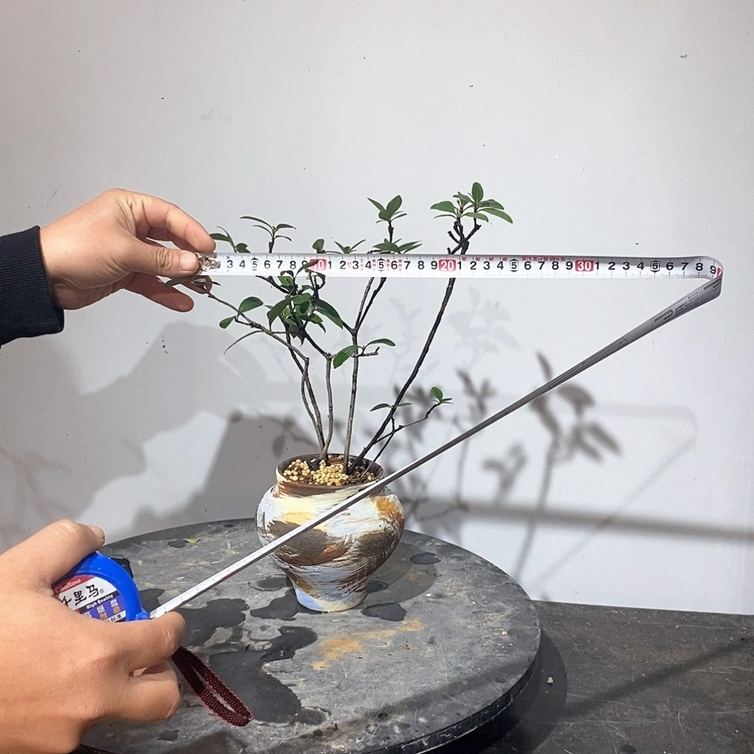 春花8888888888M****7春花