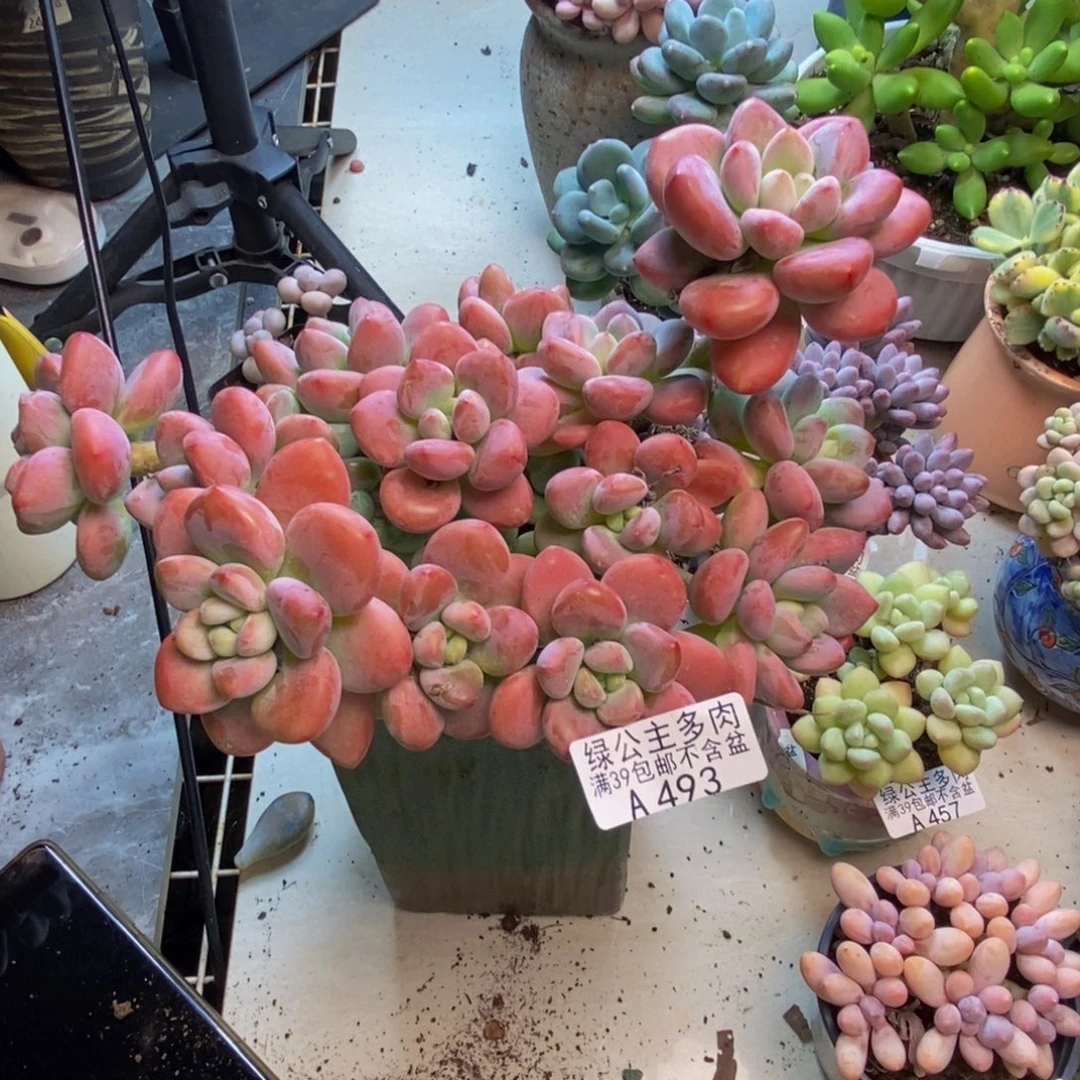 493樱花洛神多肉20cm