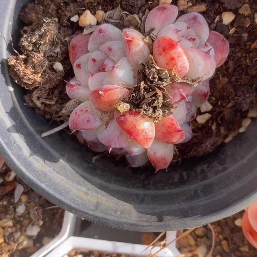 可问主播品种，下滑链接更多品种多肉选择