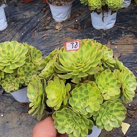 雨荷轮回老桩捧花38号