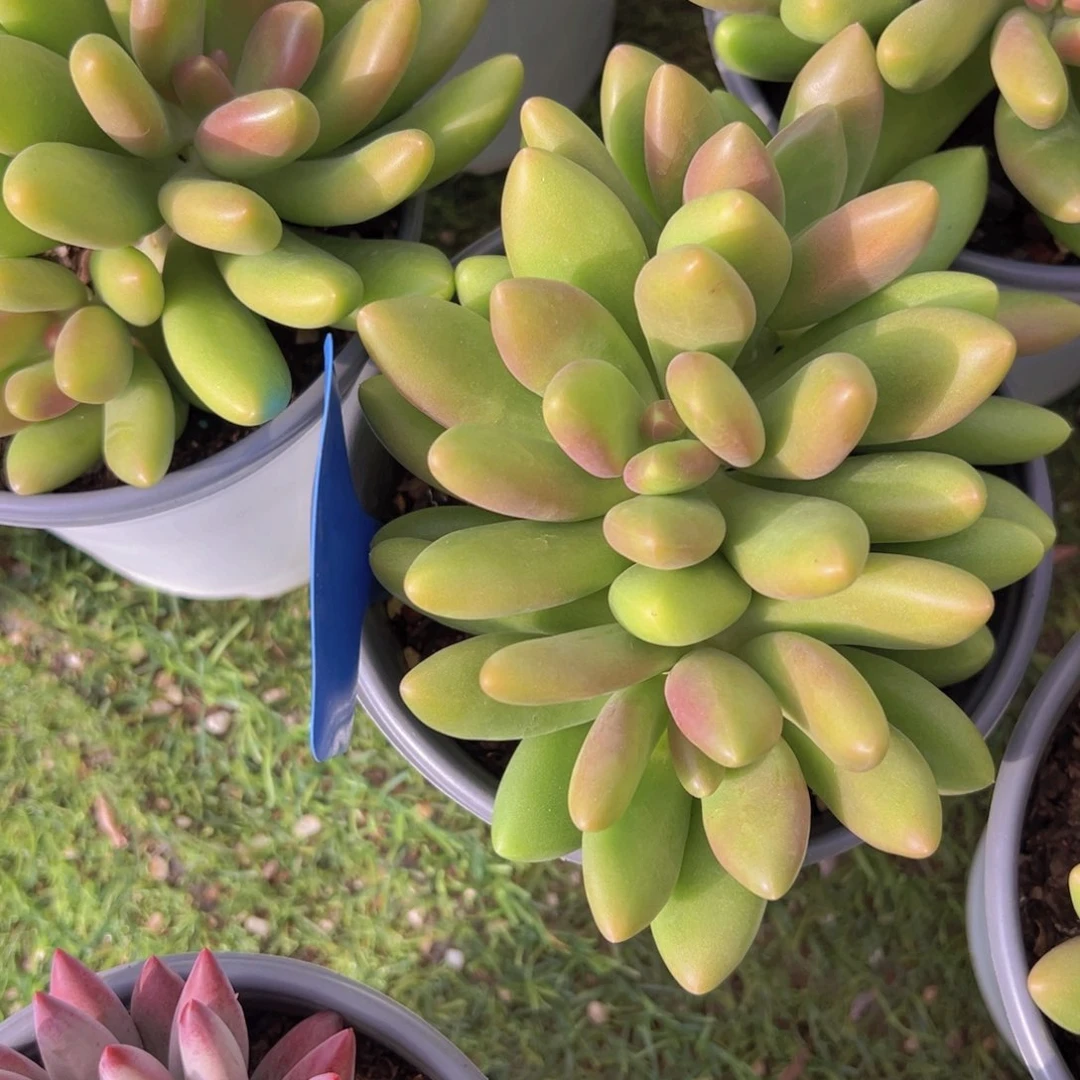 香玉的故事是一个人