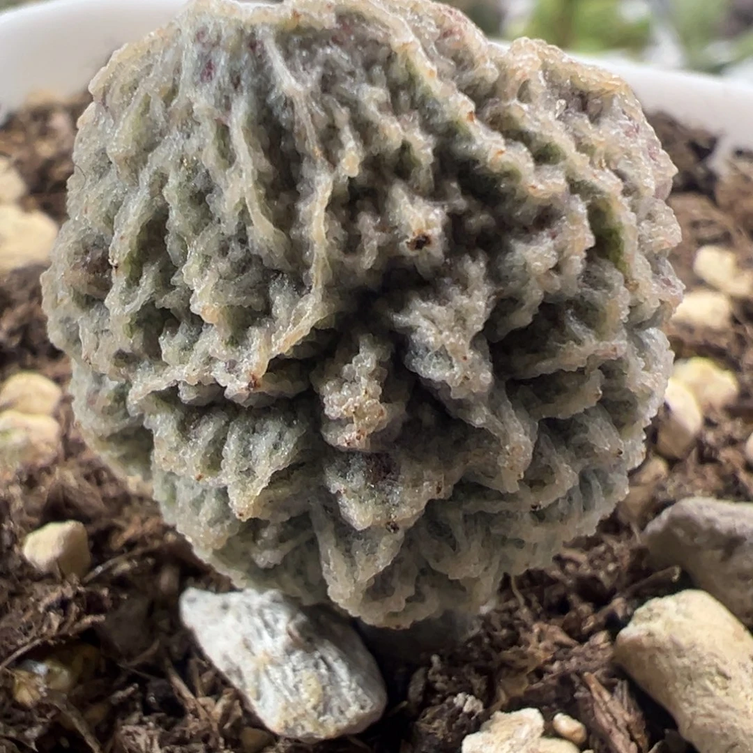 海蒂菲大苗多肉植物水泡