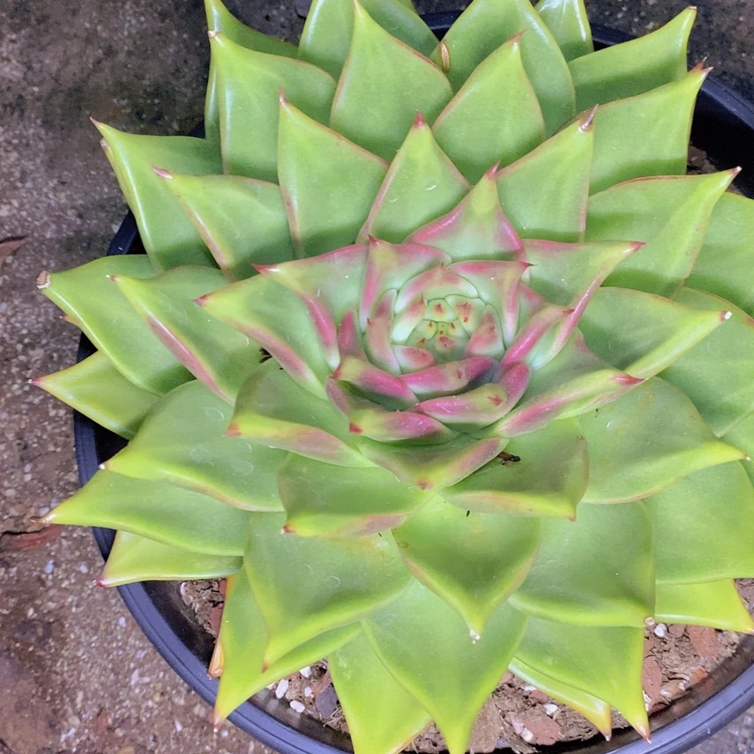 多肉植物原始黄金韩版