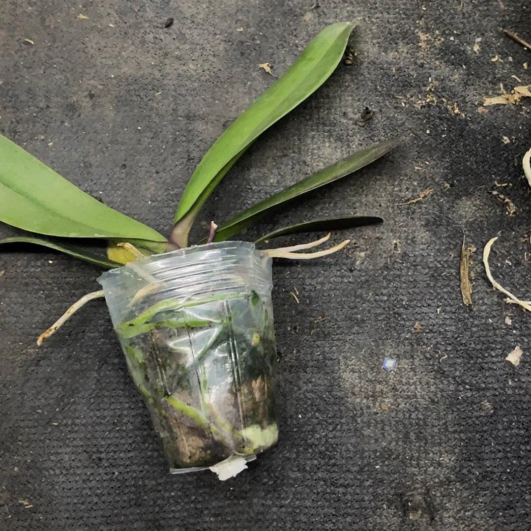 当前无花栽培后可以开花蝴蝶兰弯弯实生控剑苗3.0