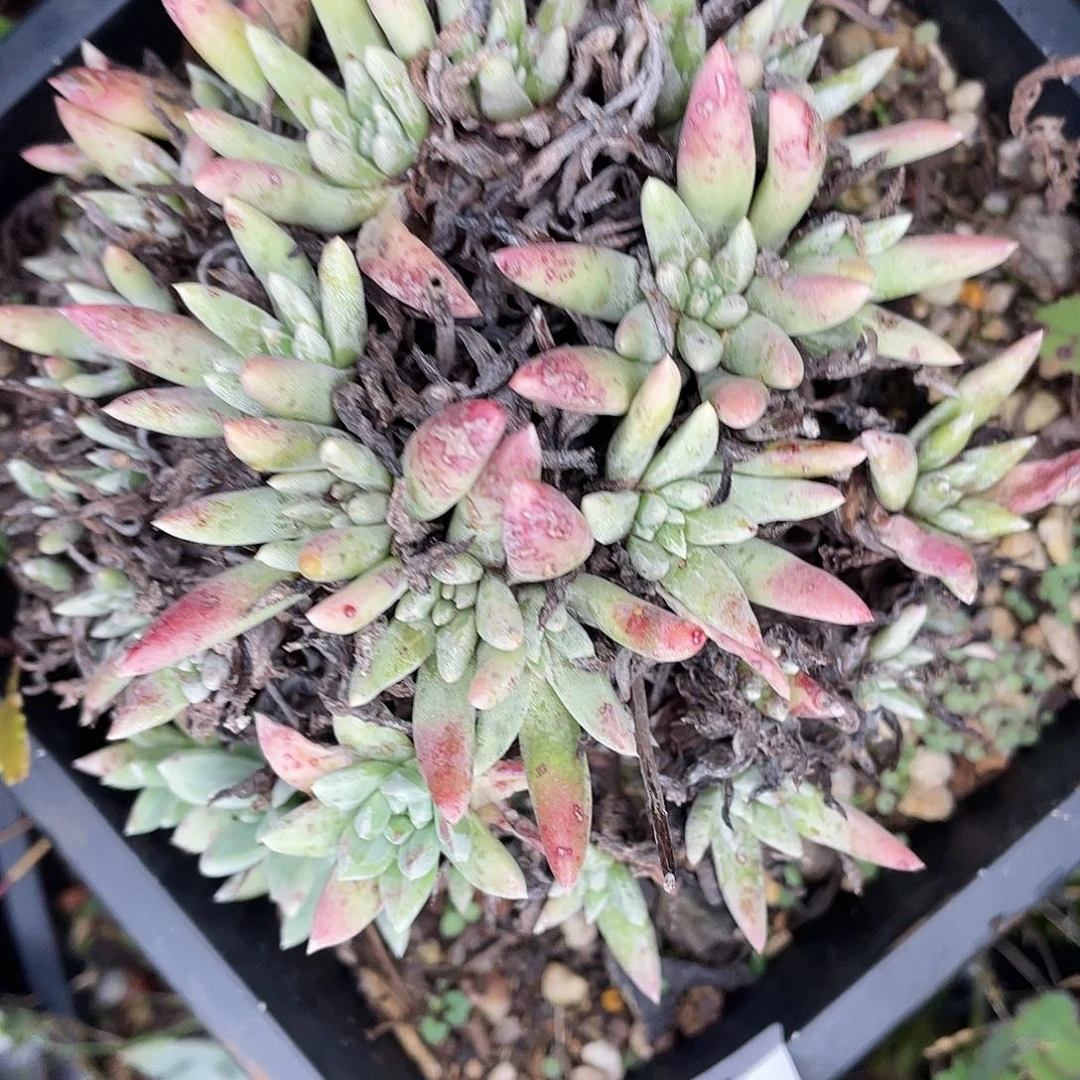 绿菊多头老桩5996