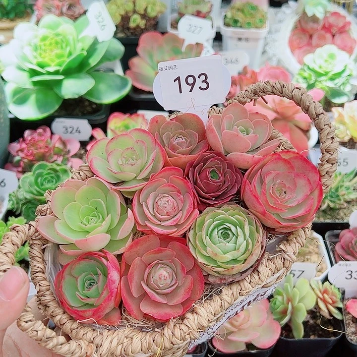 193精品花篮十棵十全十美