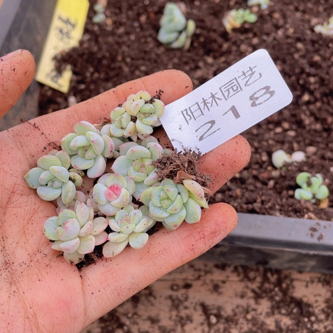 多肉植物多肉植物218