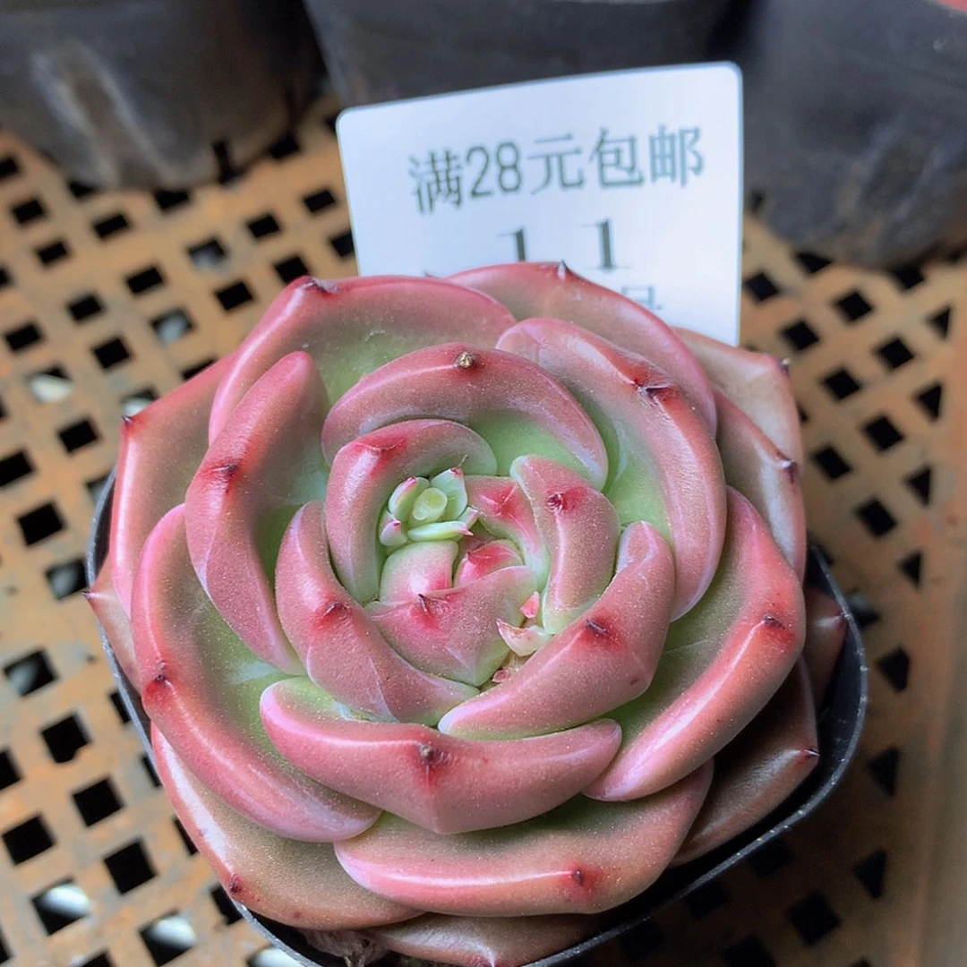 【闪购商品】云11号线