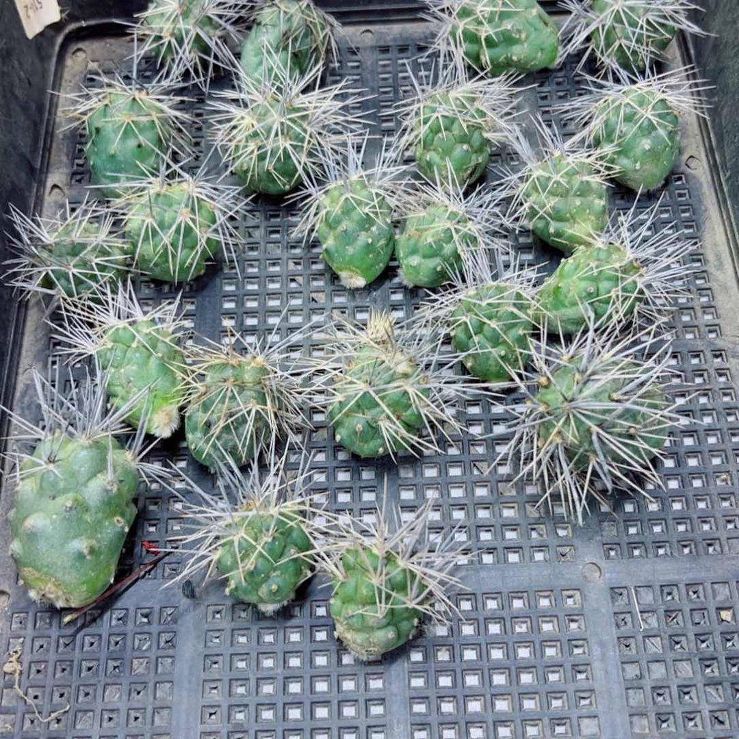 下36奶奶灰斑点歪无根侧芽3公分左右20包邮