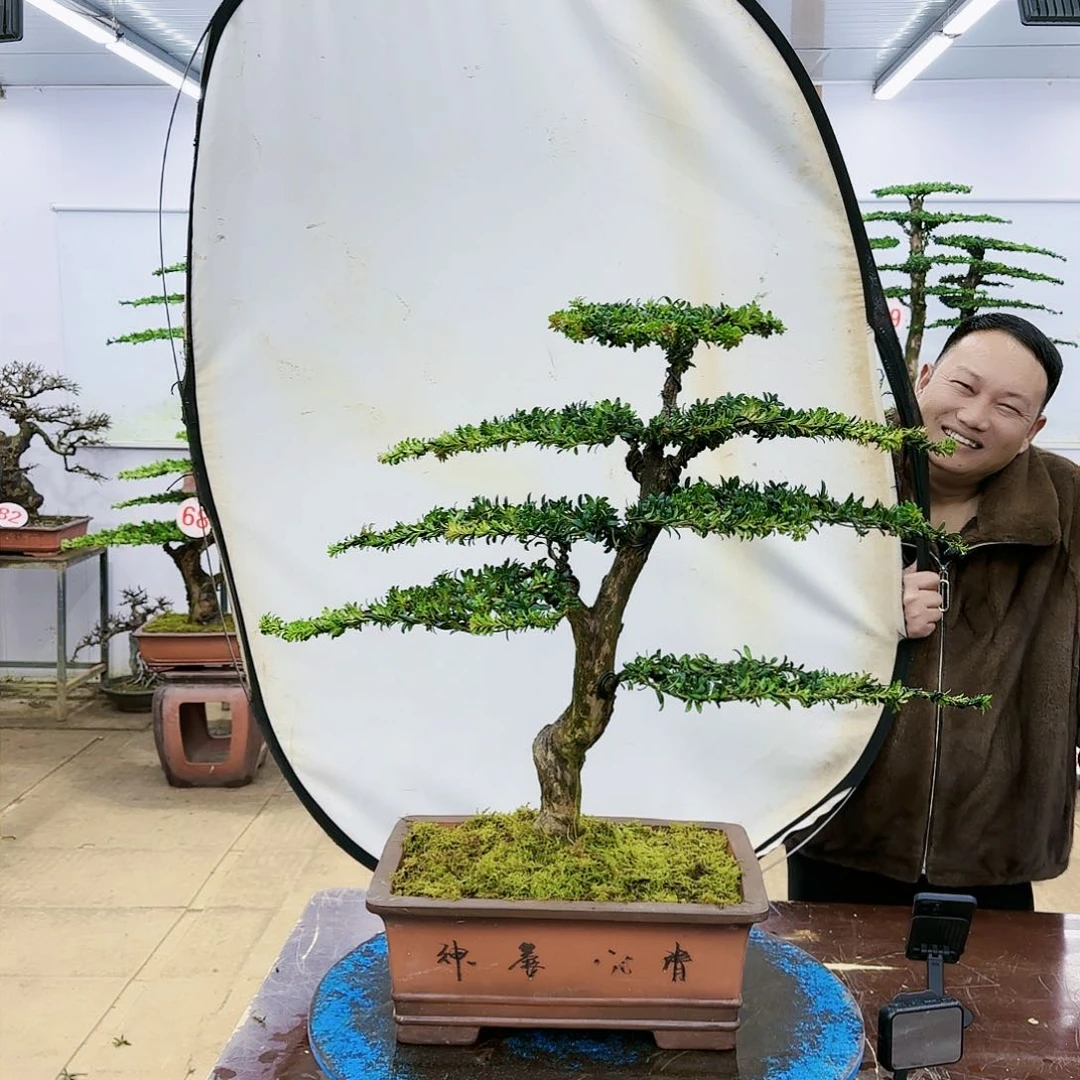 盆景欢迎大家一起来捡漏