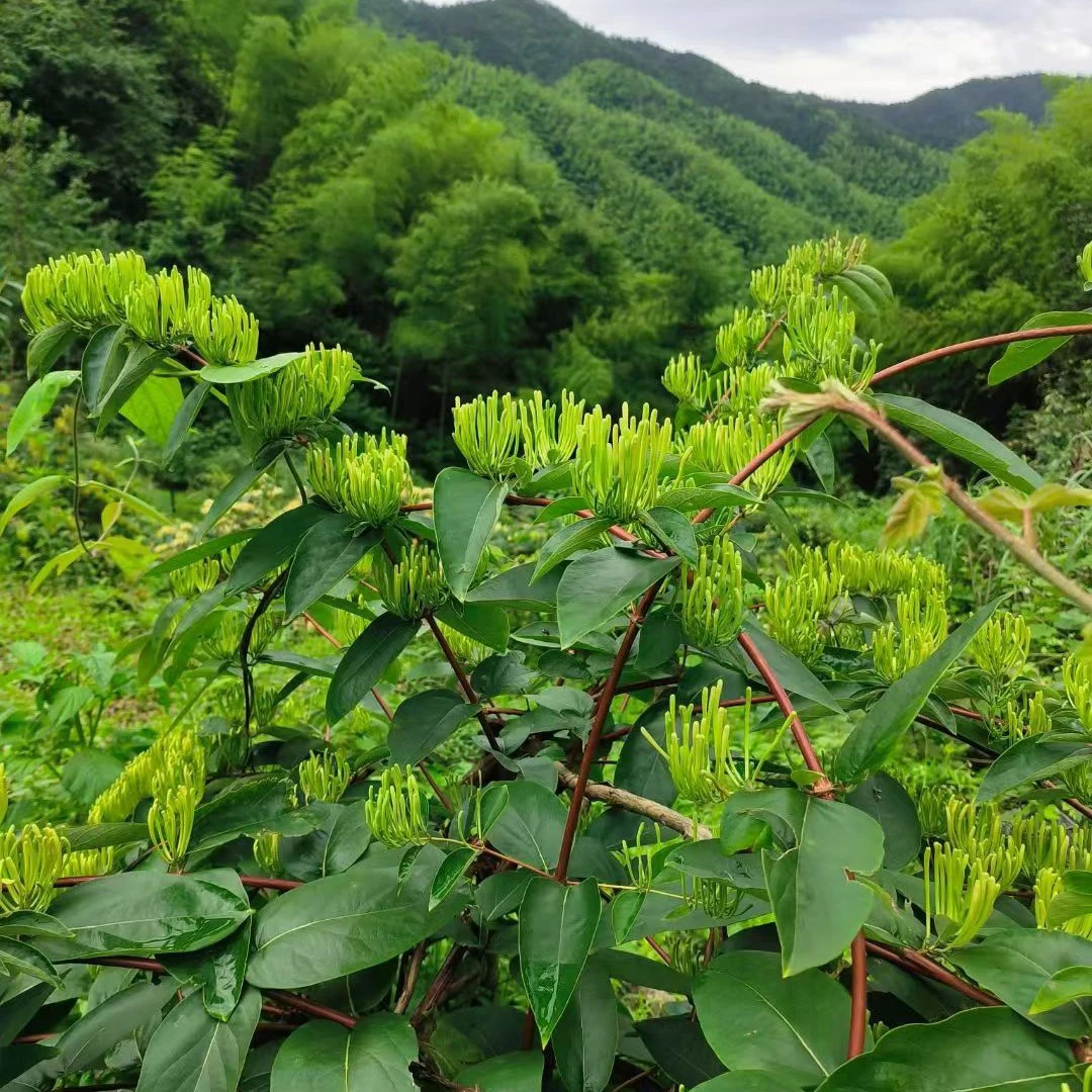 湖南邵阳隆回小沙江金银花山银花茶