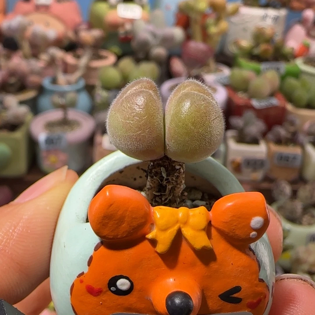 T可爱小毛翠盆口2cm