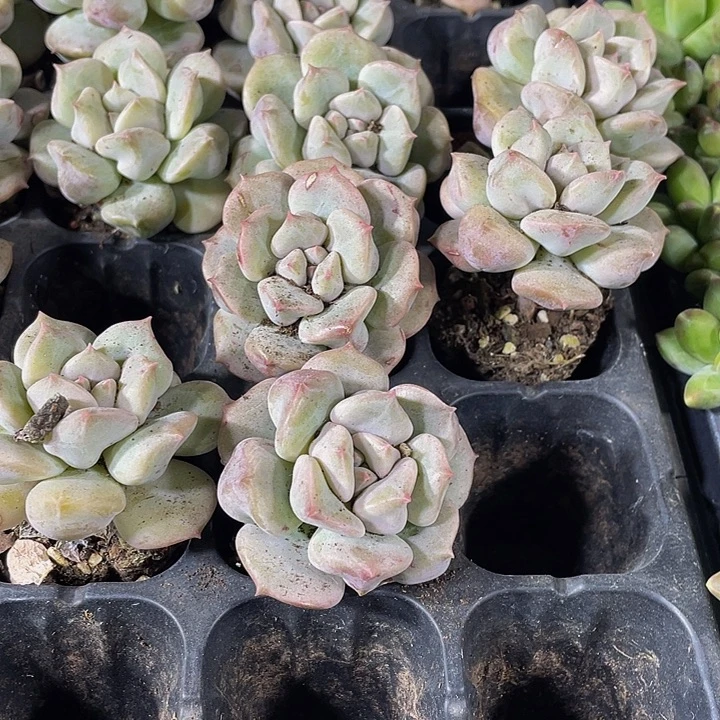 超奶2.8带土规划一个