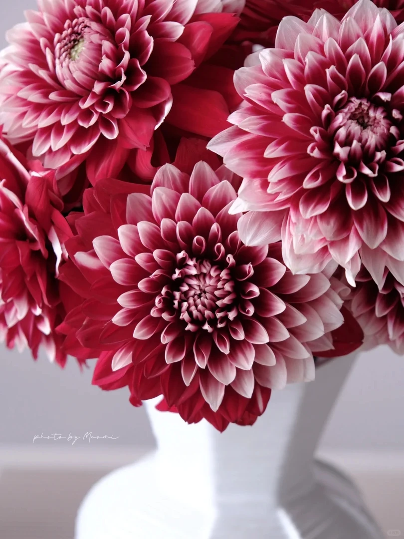 （红白飘雪）进口大丽花种球