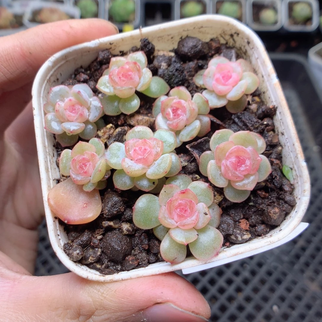 无花朵Q143yyyyyyyyy