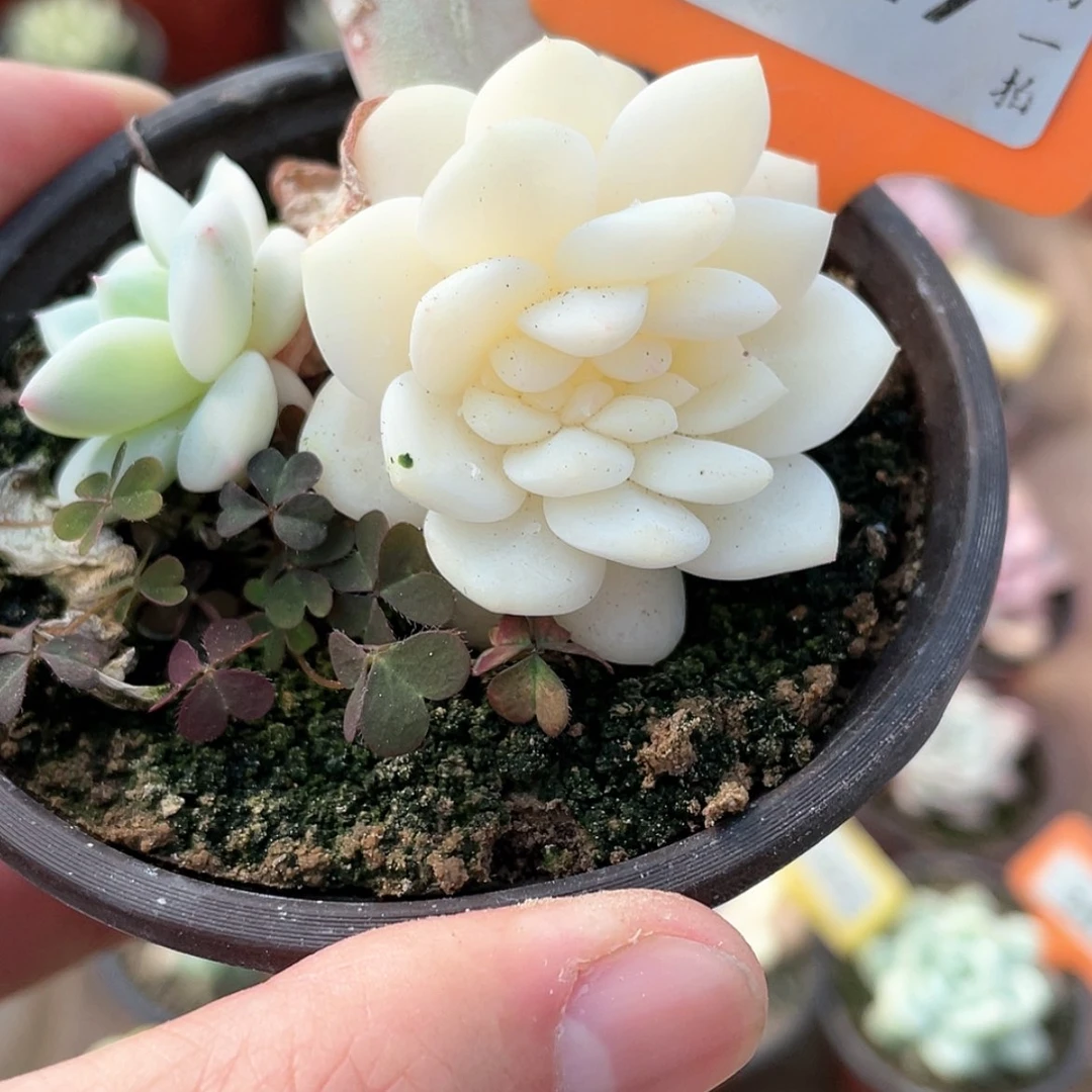 【闪购商品】929号底座