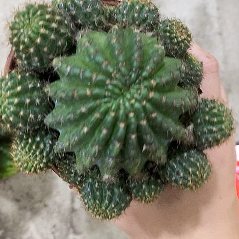 红黑心丽花，3688999