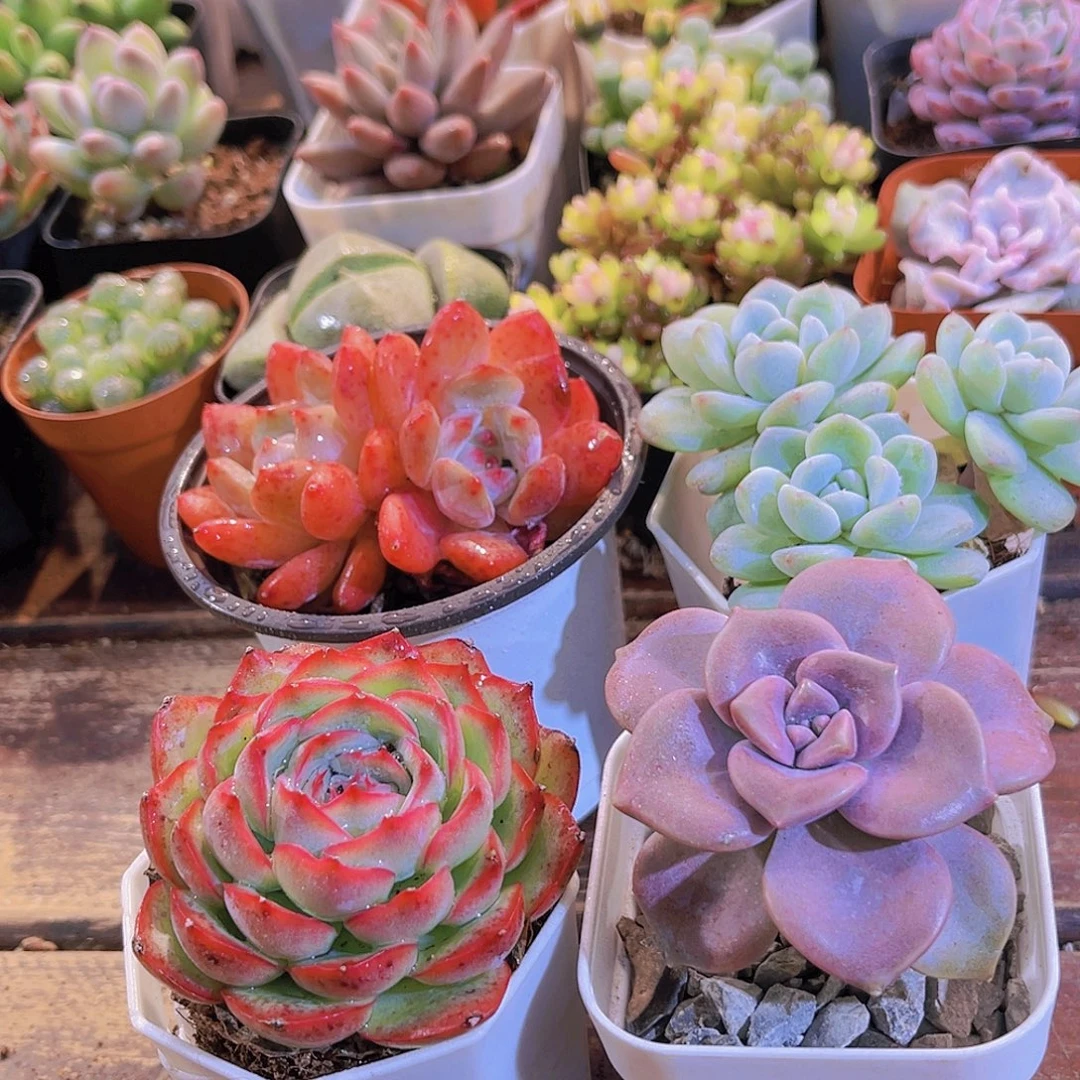 梦影多头➕侧影➕冰玉多头➕紫乐