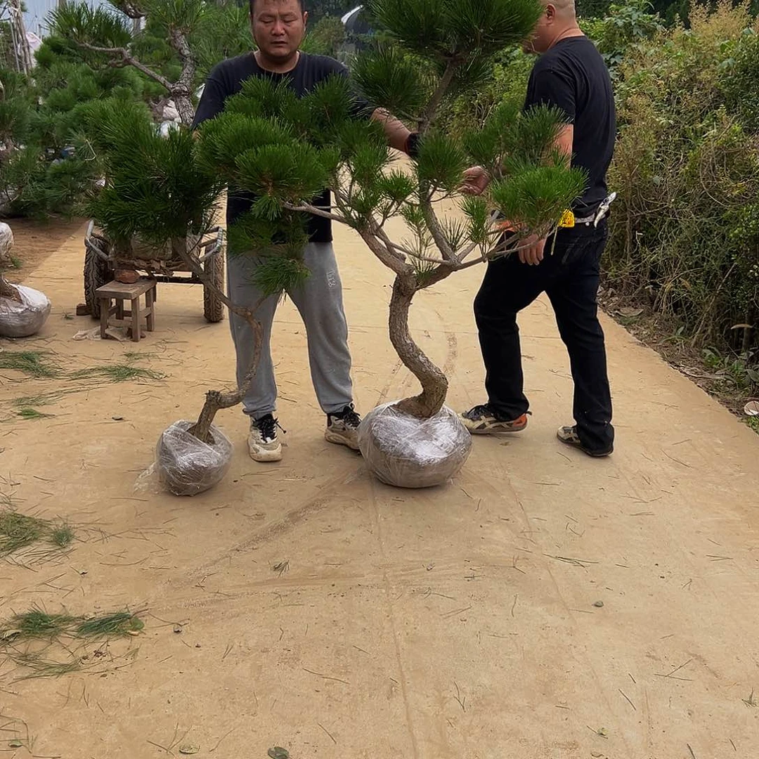 无花朵乖**?888888888