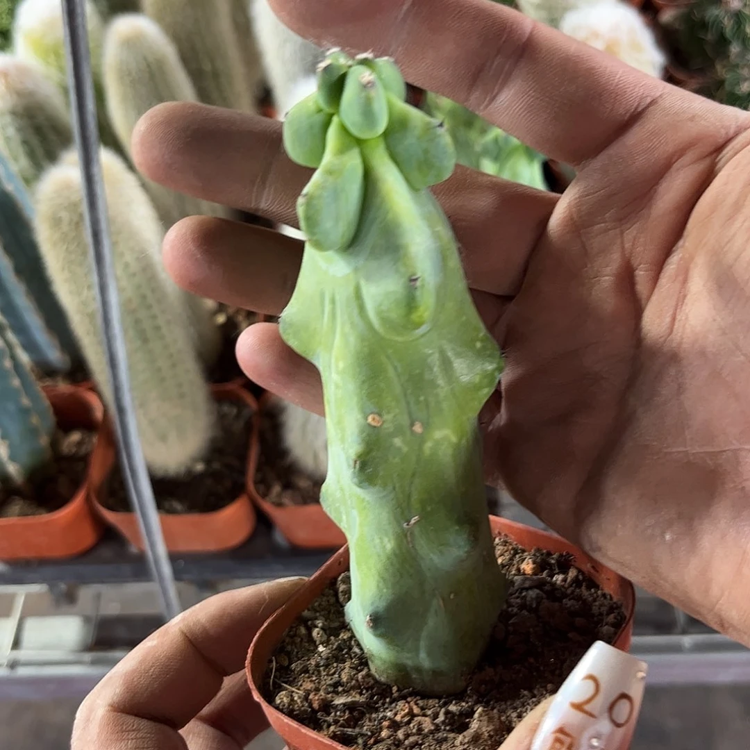 福禄寿精选单头发货有根