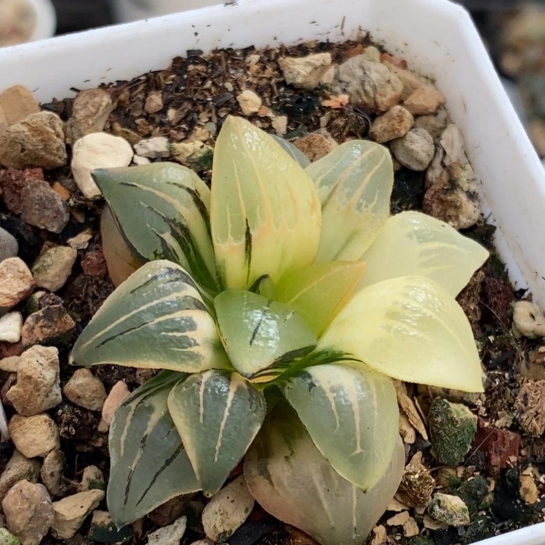 725号红纹寿锦多肉植物