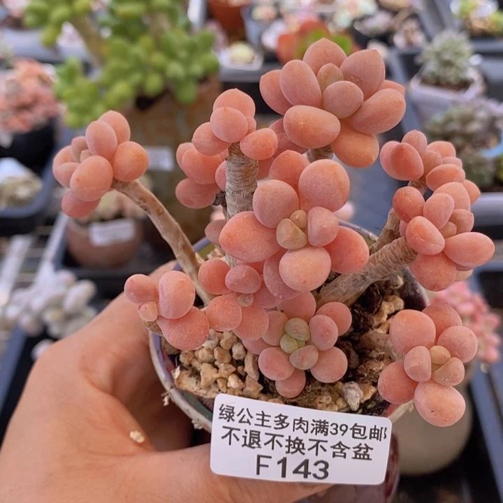 鱼子酱老桩9cm143多肉
