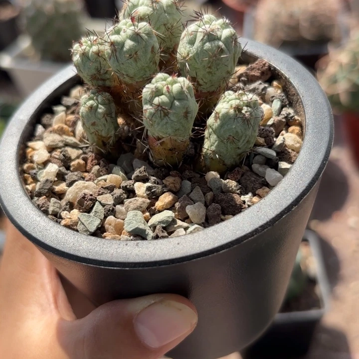 8006群生帝王自根好养
