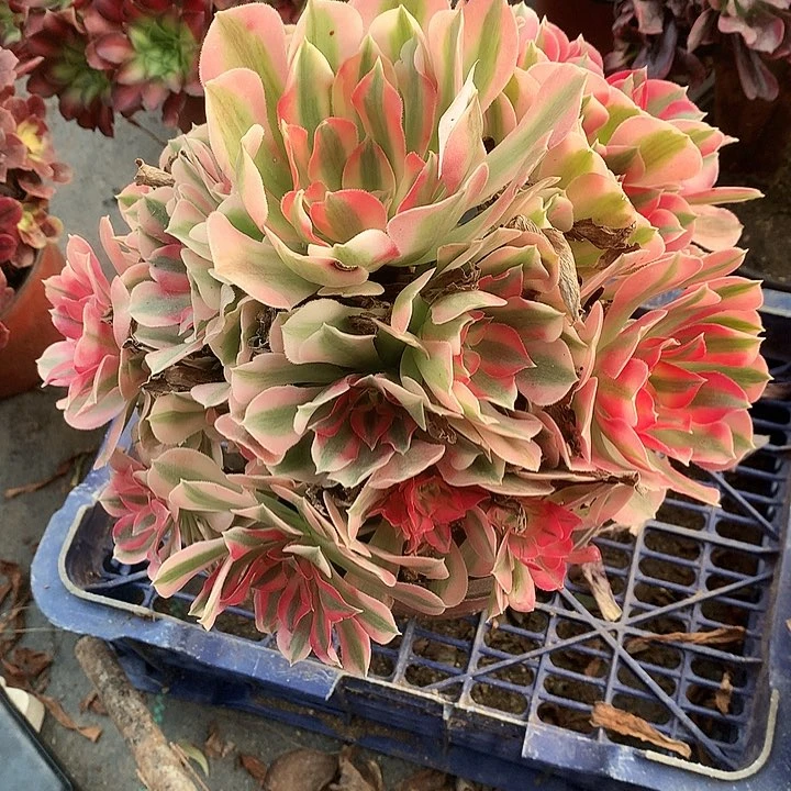 810粉女巫多肉植物