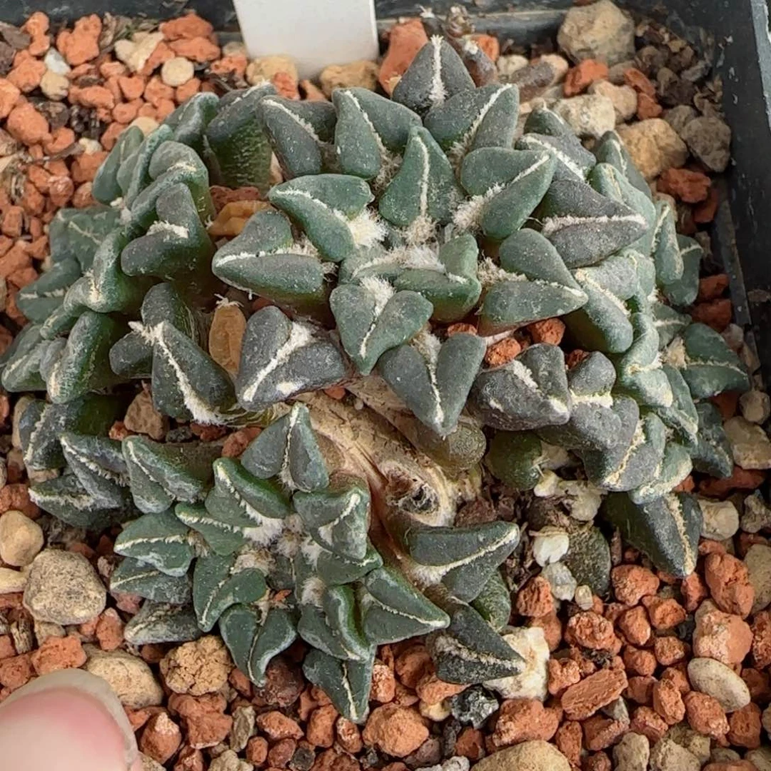 A175自根姬牡丹多肉