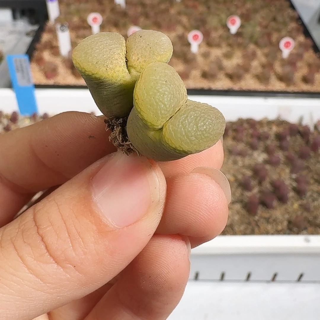 多肉植物福利风铃307