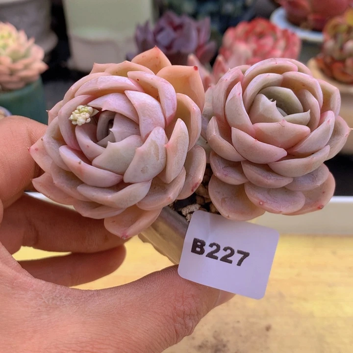 一物一拍满38包邮A227