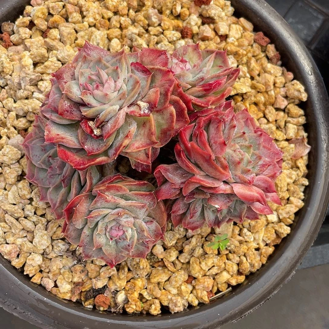 多肉植物一物一拍