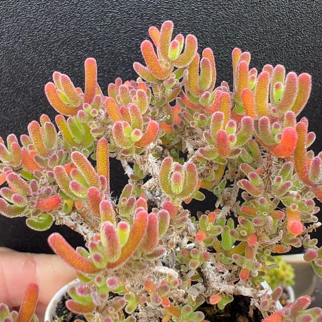 dy3372小精控冰川冠幅7cm