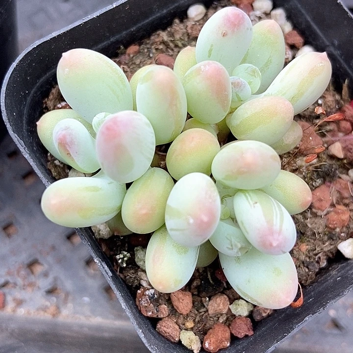 多肉植物彩虹奶213多肉