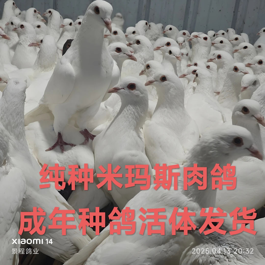 米玛斯肉鸽成年种鸽活体种鸽观赏鸽肉鸽繁殖下蛋鸽子鸽子活苗一对