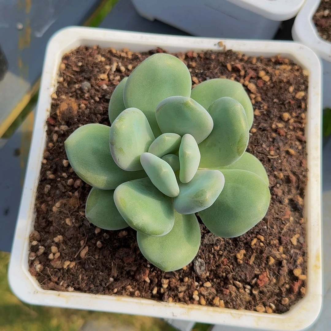 甜***思甜斯斯奶龙一颗发货