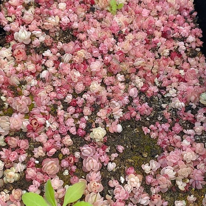 199 多肉植物盆栽花卉盆栽