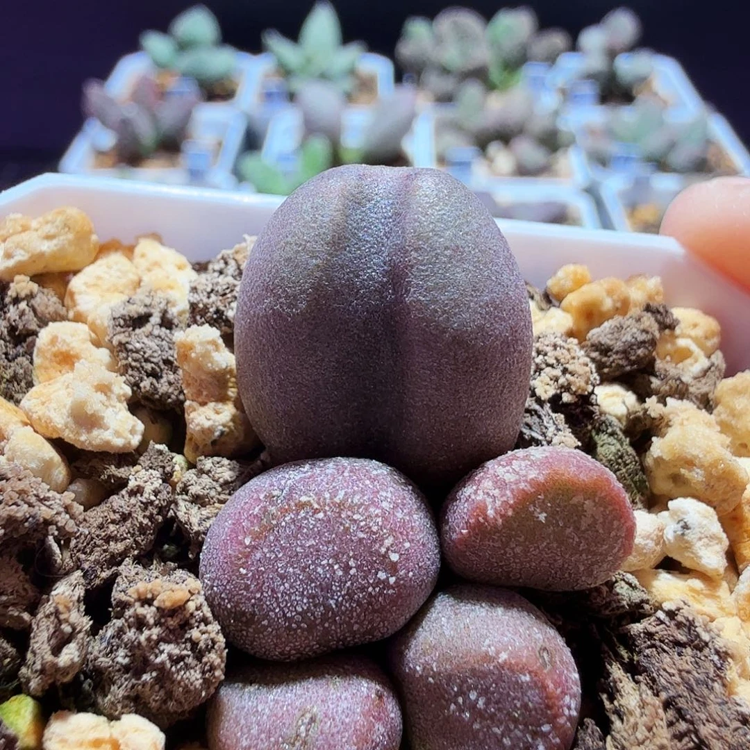 豆生水泡，带盆发货，满88包顺丰