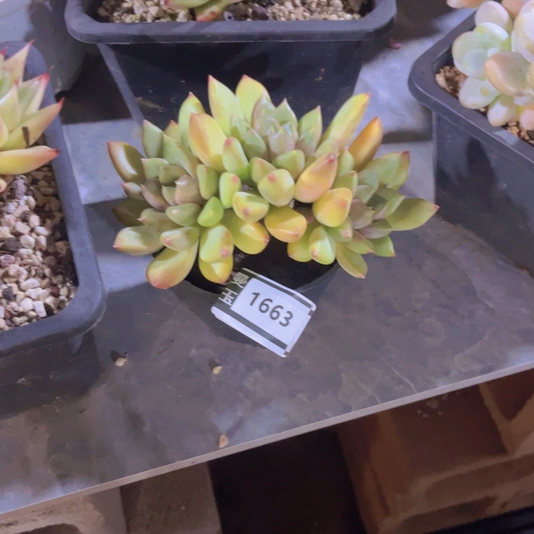 红象牙多肉植物1663